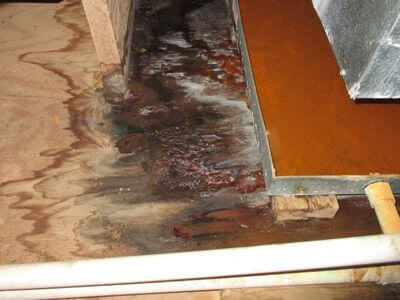 About Hilo HI Mold Removal Pros - mold removal experts in Hilo
