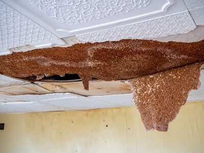 Professional mold removal services in Hilo